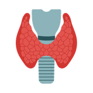 Thyroid