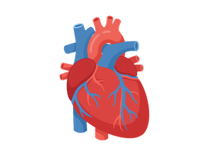 Heart Health