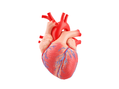 Lipid Profile